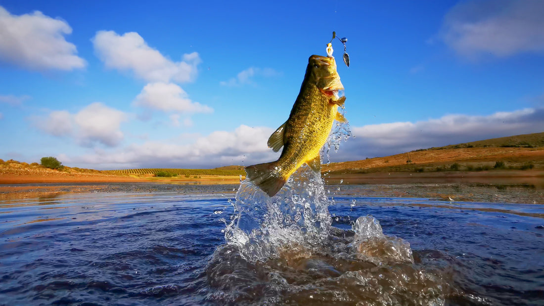 The Practical Bass Fishing Tips for a Successful Fishing Experience